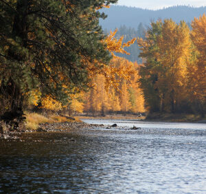 Bitterroot River in the Fall