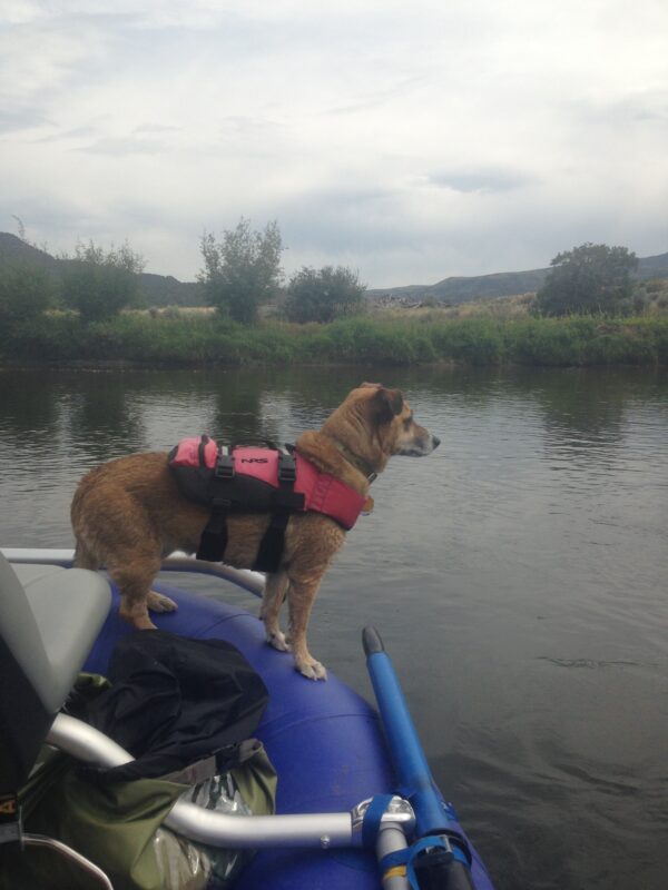 NRS Dog Life Jacket